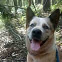 Photo of Rusty
