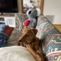 Photo of Fynn