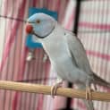 Photo of Blue