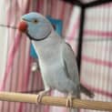 Photo of Blue