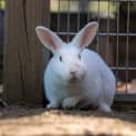 Photo of Tofu