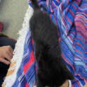 Photo of Raven