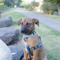 Photo of Kai 4 Month Old Ridgeback X (Trial)