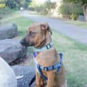 Photo of Kai 4 Month Old Ridgeback X (Trial)