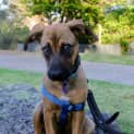 Photo of Kai 4 Month Old Ridgeback X (Trial)