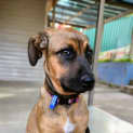 Photo of Kai 4 Month Old Ridgeback X (Trial)