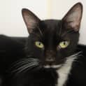Photo of Bean