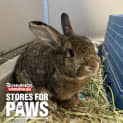 Photo of Bunstoppable