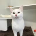 Photo of Crystal