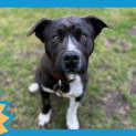 Photo of Dozer