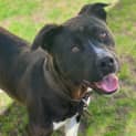 Photo of Dozer