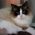 Photo of Coco