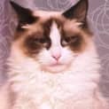 Photo of Coco