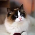 Photo of Coco