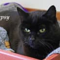 Photo of Gypsy