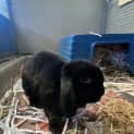 Photo of Harriot