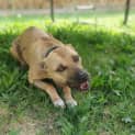 Photo of Avia