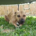 Photo of Avia