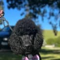 Photo of Chloe