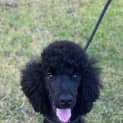 Photo of Chloe