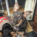 Photo of Maggie (Was Amethyst)
