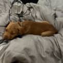 Photo of Bluey 12 Week Old Staffy X (Trial)