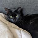 Photo of Circe