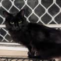 Photo of Circe