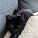Photo of Circe