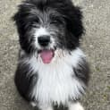 Photo of Bella