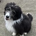 Photo of Bella