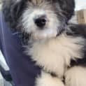 Photo of Bella