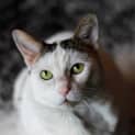Photo of Baked Bean