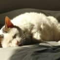 Photo of Baked Bean