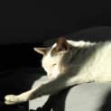 Photo of Baked Bean