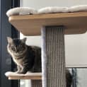 Photo of Peanut