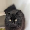 Photo of Panther