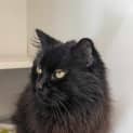 Photo of Panther