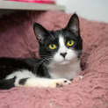 Photo of Fudge