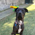 Photo of Layla
