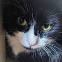 Photo of Felicia