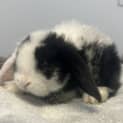 Photo of Comet