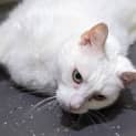 Photo of Snowball