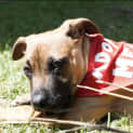 Photo of Mace
