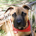 Photo of Mace