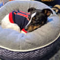 Photo of Lucky   2 Yo Mini Foxy (On Trial 10/11/23)