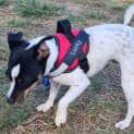 Photo of Lucky   2 Yo Mini Foxy (On Trial 10/11/23)