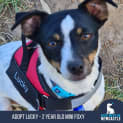 Photo of Lucky   2 Yo Mini Foxy (On Trial 10/11/23)
