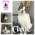 Photo of Clyde