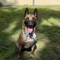 Photo of Harley